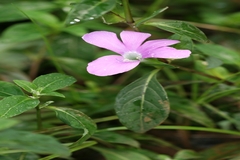 Barleria prattensis